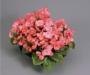 Seminte profesionale Begonia semperflorens - Ghetisoara - imagine 48960